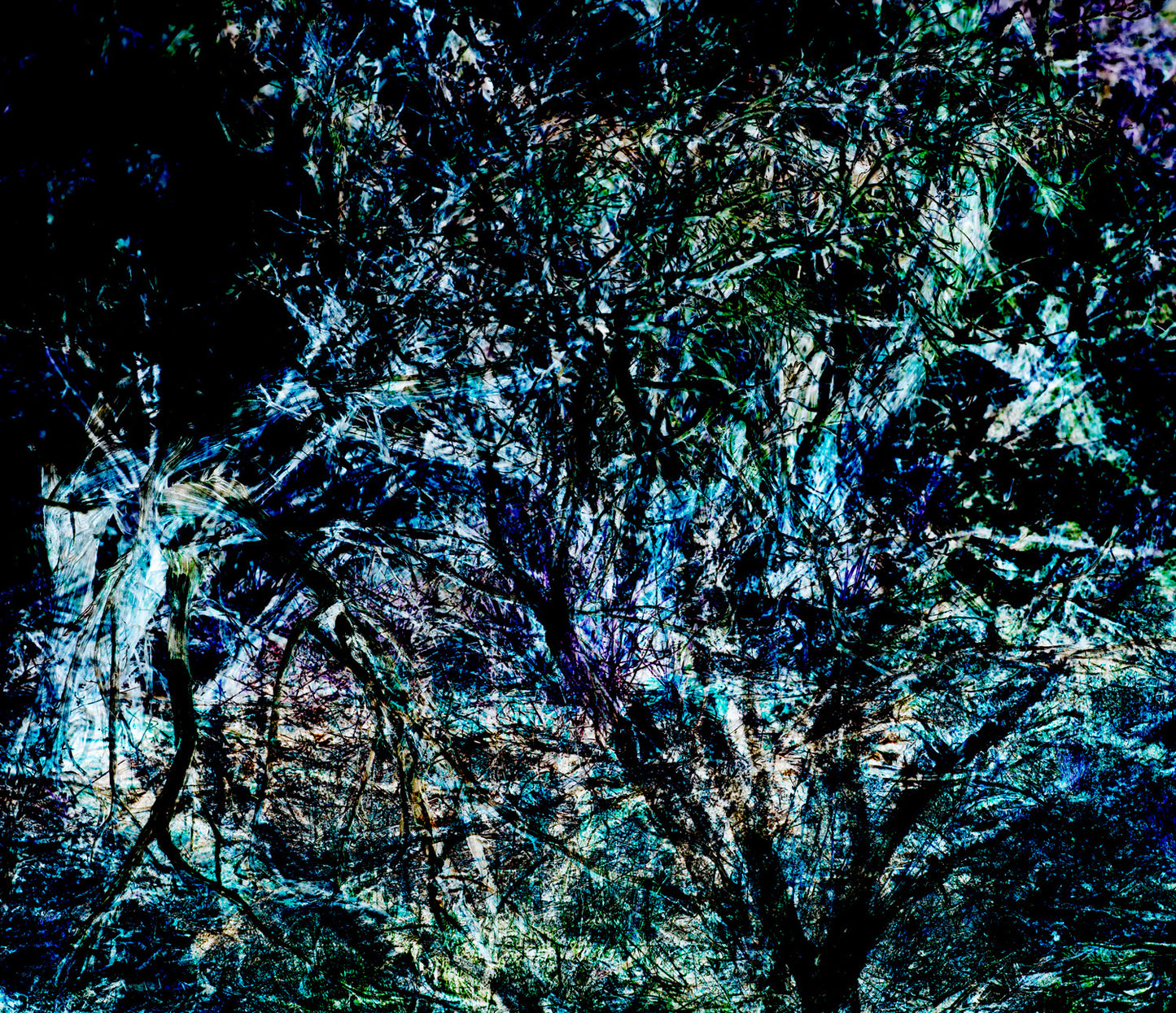 Bushes 1
