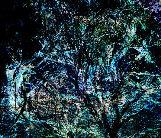 Bushes 1