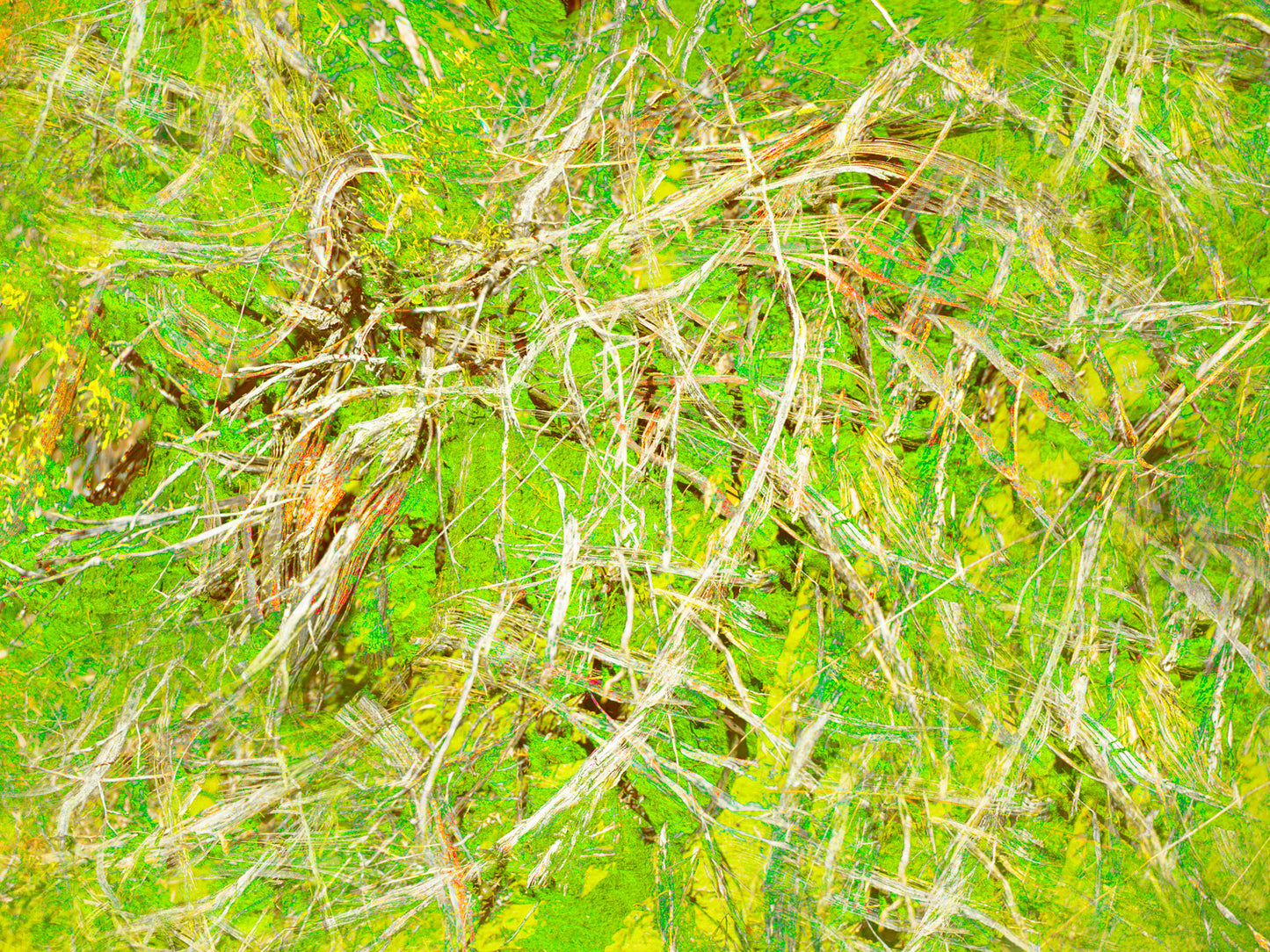 Bushes 4