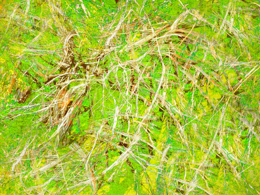 Bushes 4