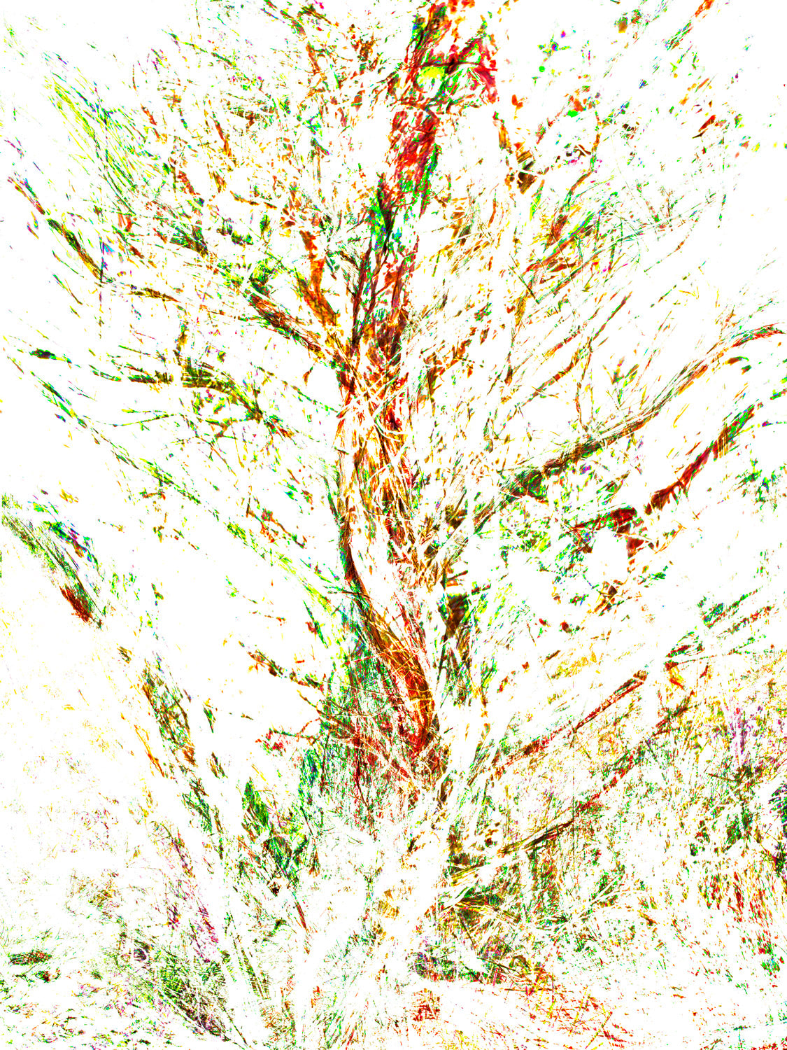 Bushes 5