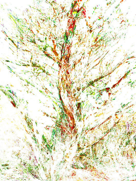 Bushes 5