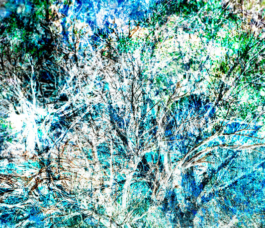 Bushes 7